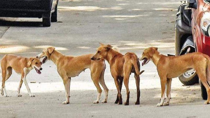 തെരുവു നായ ശല്യം: സുപ്രീംകോടതി ഉത്തരവ് നടപ്പാക്കുന്ന ആദ്യ സംസ്ഥാനമായി രാജസ്ഥാന്‍