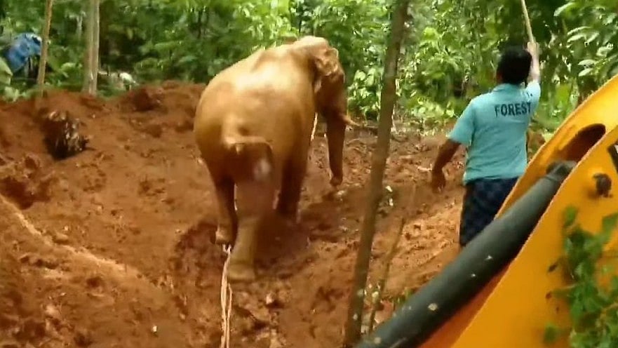 നാട്ടുകാരുടെ പ്രതിഷേധം: മണിക്കൂറുകള്‍ നീണ്ട അനിശ്ചിതത്വം, കലക്ടര്‍ എത്തി, കിണറ്റില്‍ വീണ ആനയെ കാടു കയറ്റി