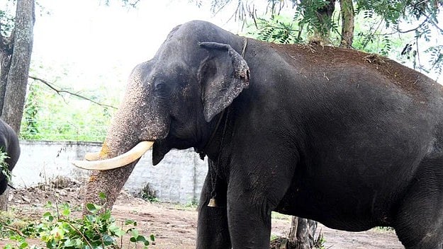 ആലപ്പുഴയില്‍ മദപ്പാടിലായിരുന്ന ആന പാപ്പാനെ താഴെയിട്ട് കുത്തി; പകരം വന്നയാള്‍ക്കെതിരെയും ആക്രമണം 