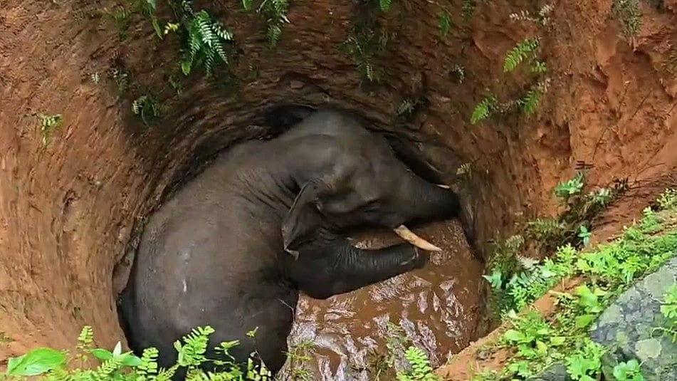 കോതമംഗലത്ത് ജനവാസ മേഖലയില്‍ കാട്ടാന കിണറ്റില്‍ വീണു, വന്യജീവി ശല്യത്തിന് പരിഹാരമുണ്ടാക്കാതെ ആനയെ കയറ്റി വിടില്ലെന്ന് നാട്ടുകാര്‍ 