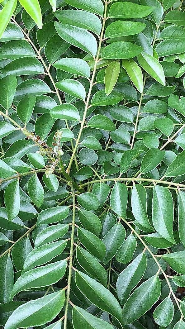 ഒരു വർഷം വരെ നല്ല ഫ്രഷായി ഇരിക്കും; കറിവേപ്പില ഇനി ഇങ്ങനെ സൂക്ഷിക്കാം