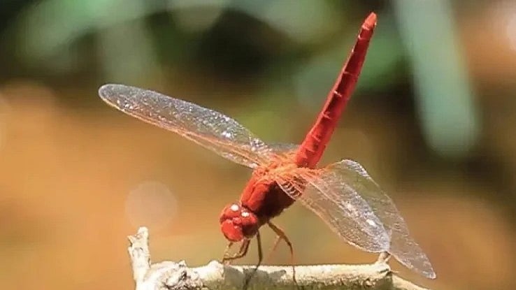 യൂറോപ്പില്‍ നിന്ന് വന്നതോ?, ഹിമയുഗ കാലത്തെ കാട്ടുചോലത്തുമ്പി മൂന്നാറില്‍;  ചിറകില്‍ വ്യത്യാസം 