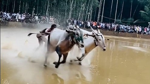 കന്നുപൂട്ട് കാര്‍ഷിക സംസ്‌കാരം; നിരോധനം മറികടക്കാന്‍ ജെല്ലിക്കെട്ട് മോഡല്‍ നിയമ ഭേദഗതിക്ക് കേരളം