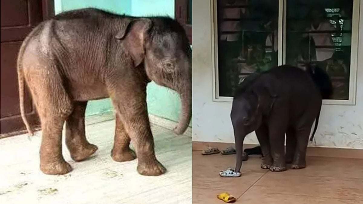 അന്ന് വൈറലായി, ചേകാടിയിലെ സ്‌കൂളിലെത്തിയ കുട്ടിയാന ചെരിഞ്ഞു 