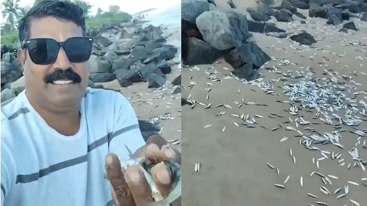 പയ്യാമ്പലം തീരത്ത് കൂട്ടത്തോടെ മത്തി; കൈനിറയെ വാരിയെടുക്കാന്‍ ഓടിയെത്തി ജനക്കൂട്ടം-വിഡിയോ
