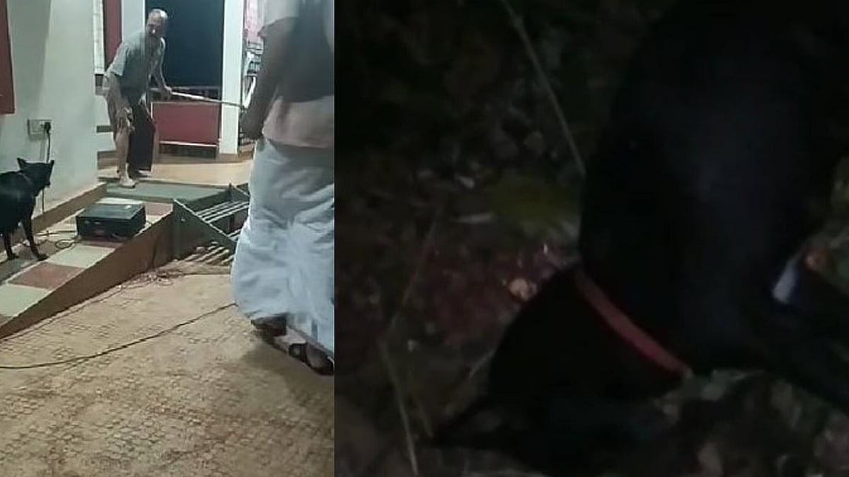 തെരുവുനായ ശല്യം: ബോധവല്‍ക്കരണ നാടകം കളിക്കുന്നതിനിടെ കലാകാരനെ കടിച്ച നായ ചത്ത നിലയില്‍