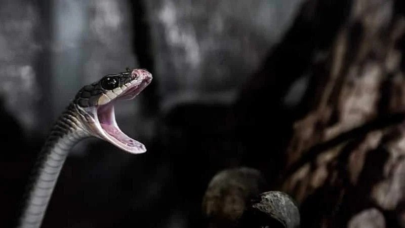 'രാത്രിയില്‍ ഭാര്യ പാമ്പായി മാറി കടിക്കാനായി ഓടിച്ചിട്ടു'; വിചിത്രവാദം