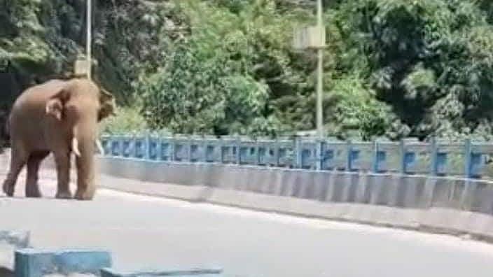 കുട്ടുപുഴ പാലത്തില്‍ നിലയുറപ്പിച്ച് കാട്ടു കൊമ്പന്‍, നിശ്ചലമായി ഗതാഗതം , വിഡിയോ
