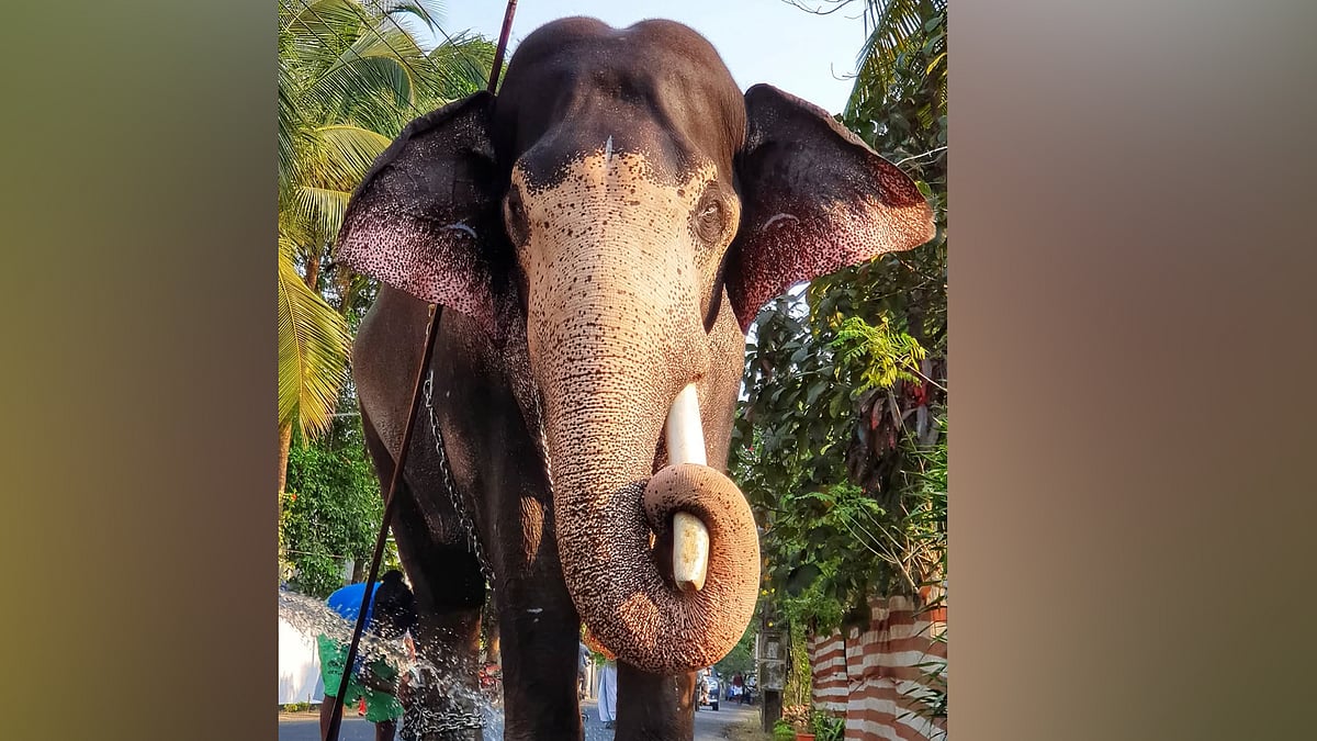 ഗുരുവായൂര്‍ ആനക്കോട്ടയിലെ കൊമ്പന്‍ ഗോകുല്‍ ചരിഞ്ഞു