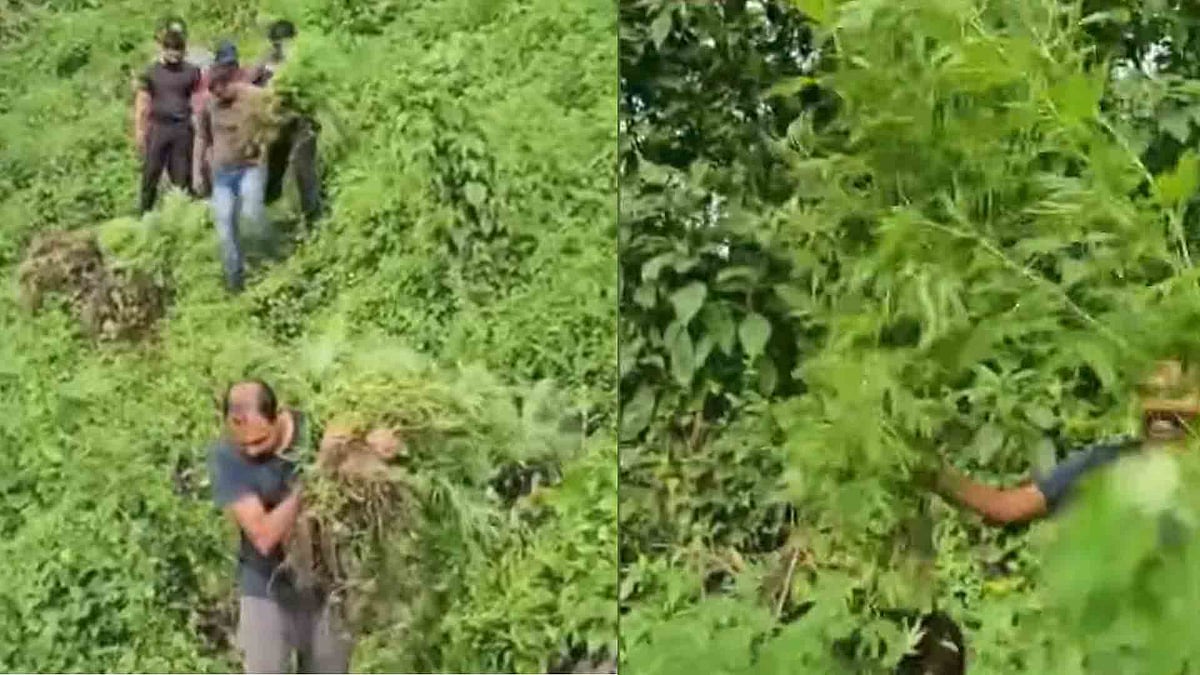 60 സെന്റില്‍ പതിനായിരത്തോളം ചെടികള്‍; അട്ടപ്പാടിയില്‍ വന്‍ കഞ്ചാവ് കൃഷി, കൂട്ടിയിട്ട് കത്തിച്ച് പൊലീസ്