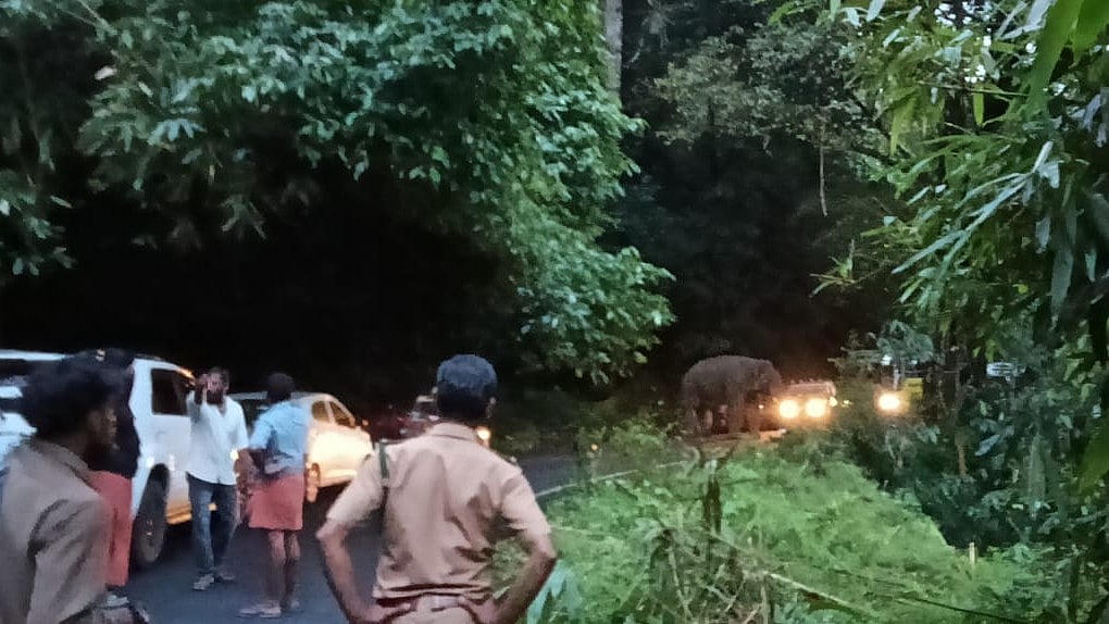 നടുറോഡില്‍ പനമറിച്ചിട്ടു, തിന്നു തീരുന്നതുവരെ ഒരേ നില്‍പ്പ്; കാട്ടുകൊമ്പന്‍ കബാലി ഗതാഗതം മുടക്കിയത് അഞ്ച് മണിക്കൂര്‍