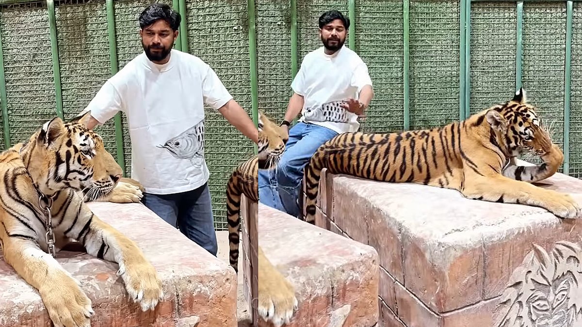 'ഗിരിരാജൻ കോഴിക്ക് ഗേൾസിനെ വളയ്ക്കാൻ മാത്രം അല്ല കടുവയെ വളയ്ക്കാനും അറിയാം'; കടുവക്കൂട്ടിൽ കയറി മാസ് കാണിച്ച് ഷറഫുദ്ദീൻ 