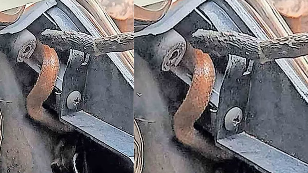 ഡ്രൈവിങ്ങിനിടെ സ്‌കൂട്ടറില്‍ തല പൊക്കി നിന്ന് വിഷപ്പാമ്പ്, അധ്യാപിക രക്ഷപ്പെട്ടത് തലനാരിഴയ്ക്ക് 
