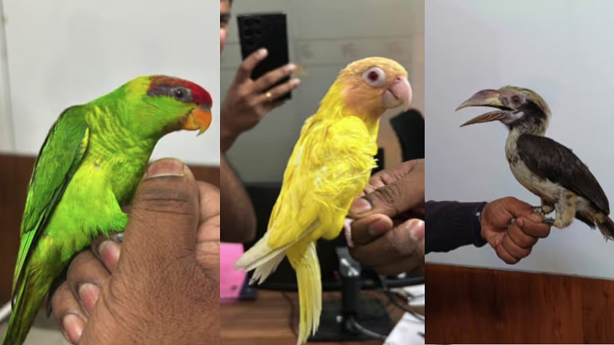 തായ്ലന്റില്‍ നിന്ന് കോടികള്‍ വിലമതിക്കുന്ന അപൂര്‍വയിനം പക്ഷികള്‍; ദമ്പതികള്‍ പിടിയില്‍