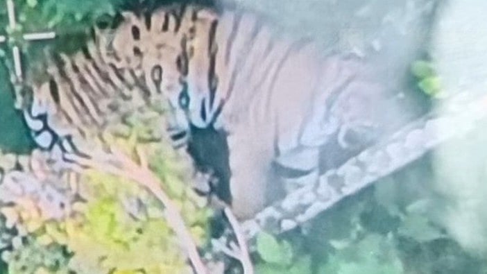 കടുവയ്ക്കായി തിരച്ചിൽ തുടരുന്നു; വയനാട് 2 പഞ്ചായത്തുകളിലെ ഈ വാർഡുകളിൽ വിദ്യാഭ്യാസ സ്ഥാപനങ്ങൾക്ക് അവധി