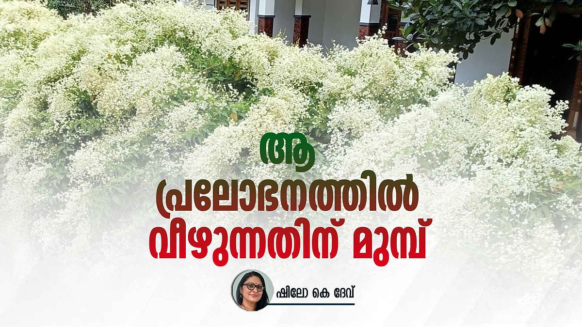 അപകടകാരിയാണീ മുറ്റത്തെ മണിമുല്ല