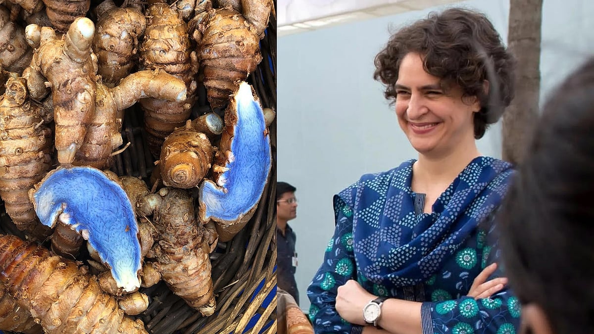'മഞ്ഞ അല്ല, നീല', പ്രിയങ്ക ​ഗാന്ധി വൈറലാക്കിയ വയനാട്ടിലെ നീല മഞ്ഞളിന്റെ ​ഗുണങ്ങൾ അറിയാമോ?