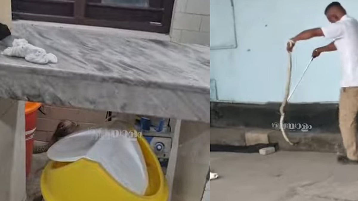തൃശൂര്‍ ജനറല്‍ ആശുപത്രിയില്‍ ഉഗ്രവിഷമുള്ള മൂര്‍ഖന്‍, വിഡിയോ