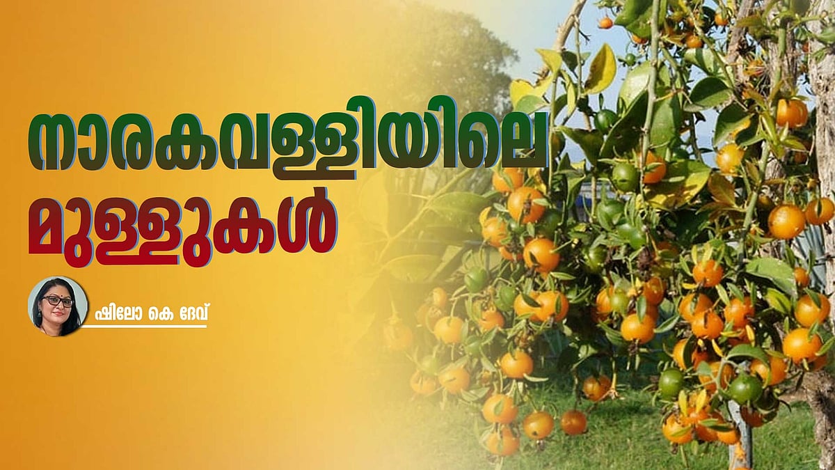 ലെമൺ വൈൻ, മലയാളി പിടിച്ച പുതിയ 'വള്ളി'