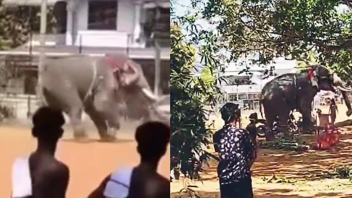 പിങ്ക് പൊലീസിന്റെ കാര്‍ കൊമ്പിലുയര്‍ത്തി; ഇരിങ്ങാലക്കുടയില്‍ വേലയ്‌ക്കെത്തിച്ച ആന ഇടഞ്ഞു