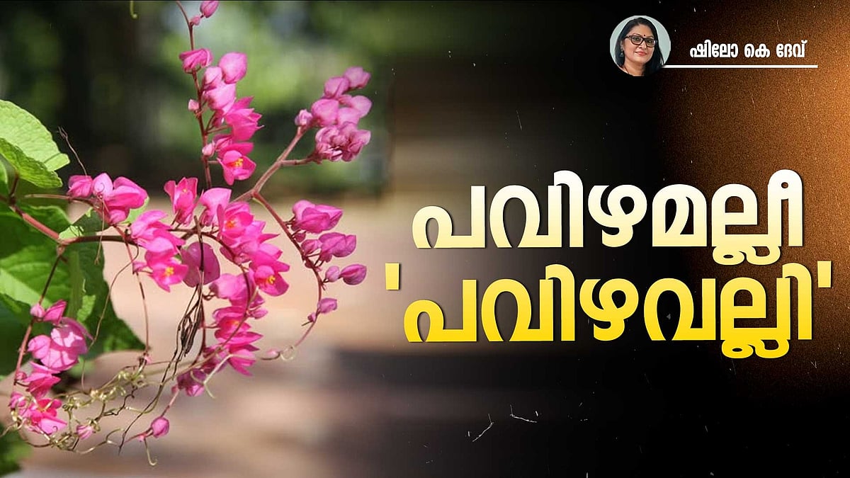 കോറൽ വൈൻ: അലങ്കാരച്ചെടി അപകടകാരിയാകുന്നത് എങ്ങനെ?