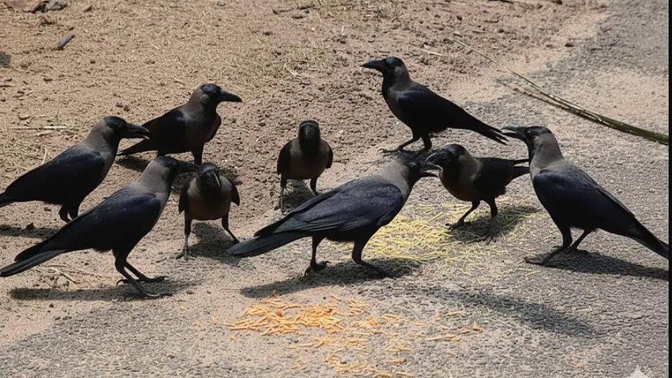 തമിഴ്‌നാട്ടില്‍ H5N1 ഭീതി; ചത്തുവീണത് 1500-ഓളം കാക്കകള്‍, സുരക്ഷാ നിര്‍ദേശങ്ങളുമായി സര്‍ക്കാര്‍