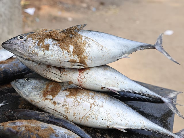 ചൂര കഴിക്കാം, അറിഞ്ഞു വേണം Choora fish benefits|choora fish nutrition ...