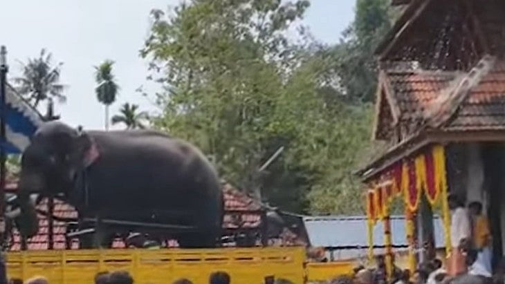 തുമ്പിക്കൈ കൊണ്ട് തൂക്കിയെറിഞ്ഞു, അന്നമനട ക്ഷേത്രോത്സവത്തിനിടെ ആന ഇടഞ്ഞു; യുവാവിന് പരിക്ക്- വിഡിയോ 