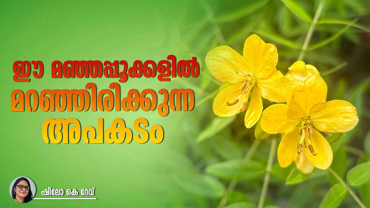 അറിഞ്ഞിരിക്കണം, അപകടം പൂത്തുലയുന്ന  ഈ അപരന്മാരെ 