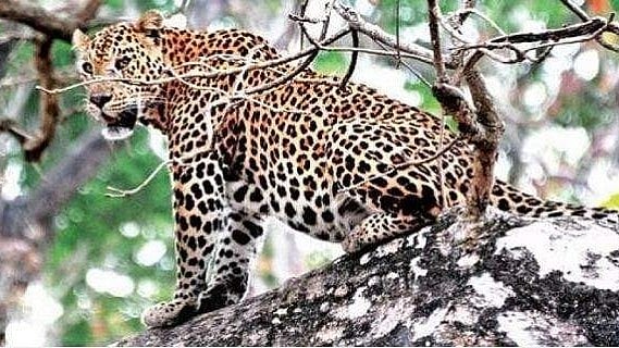 വന്യജീവി ആക്രമണം: മരിച്ചവരുടെ കുടുംബത്തിന് 14 ലക്ഷം രൂപ, സഹായത്തുക വര്‍ധിപ്പിച്ച് സര്‍ക്കാര്‍