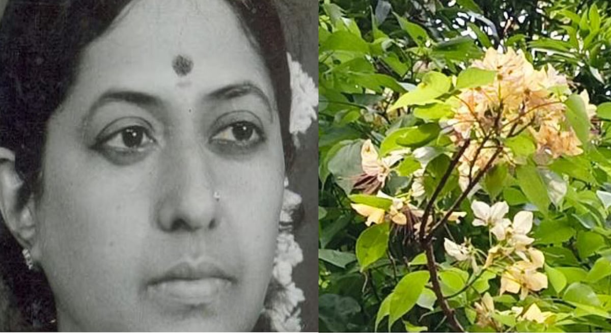 കമലയുടെ ആ നീര്‍മാതളം പൂത്തു, നിറഞ്ഞു പരന്ന് ഓര്‍മയുടെ സുഗന്ധം