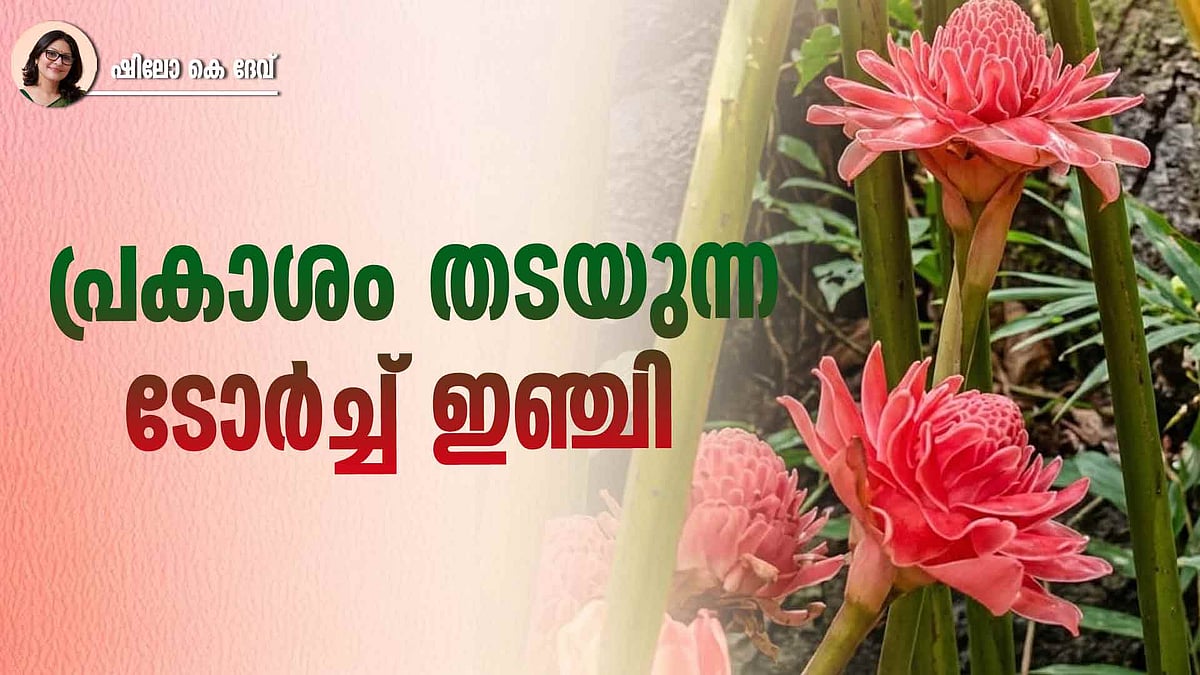 മനോഹരമാണ് ഈ ഇഞ്ചിപ്പൂക്കൾ, പക്ഷേ വളർത്തുമ്പോൾ സൂക്ഷിക്കണം