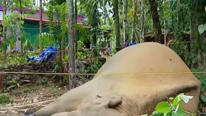 പടക്കം പൊട്ടിച്ച് തുരത്തുന്നതിനിടെ അക്രമാസക്തയായി; കോഴിക്കോട് കാട്ടാന കമ്പി തുളഞ്ഞു കയറി ചരിഞ്ഞു 