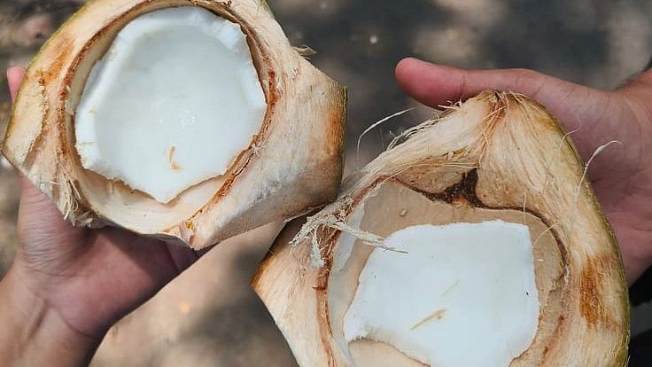 പൊട്ടിച്ച ശേഷം നിരാശരാകേണ്ട, വെള്ളമുള്ള കരിക്ക് കൃത്യമായി തിരഞ്ഞെടുക്കാം