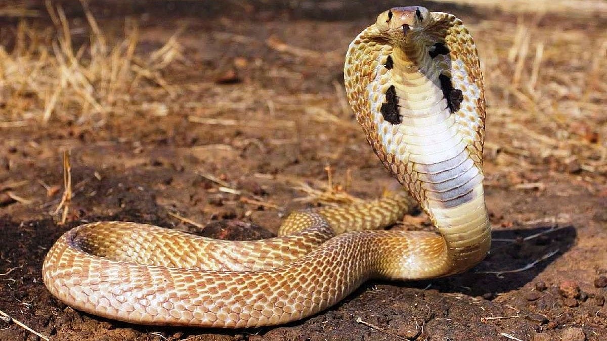 മുറ്റത്ത് കളിക്കുന്നതിനിടെ മൂര്‍ഖന്‍ കടിച്ചു; നാലര വയസുകാരി ഐസിയുവില്‍ 