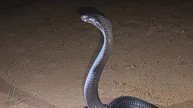 പാമ്പുകളിൽ വിഷമുള്ളതേത്? വീട്ടിലെടുക്കേണ്ട മുൻകരുതലുകൾ