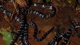 തലയണയ്ക്കടിയിലും, മുറിയിലും ബാത്‌റൂമിലും പാമ്പുകള്‍; കുറ്റ്യാടിയില്‍ ഒരു വീട്ടില്‍ നിന്നും പിടികൂടിയത് അഞ്ച് വെള്ളിക്കെട്ടനെ