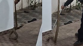 കണ്ണൂരില്‍ മൂര്‍ഖനെ കൊണ്ട് രക്ഷയില്ല!; ചീറ്റുന്ന ശബ്ദം കേട്ട് നോക്കി, പള്ളിയില്‍ നിന്നും പാമ്പിനെ പിടികൂടി- വിഡിയോ