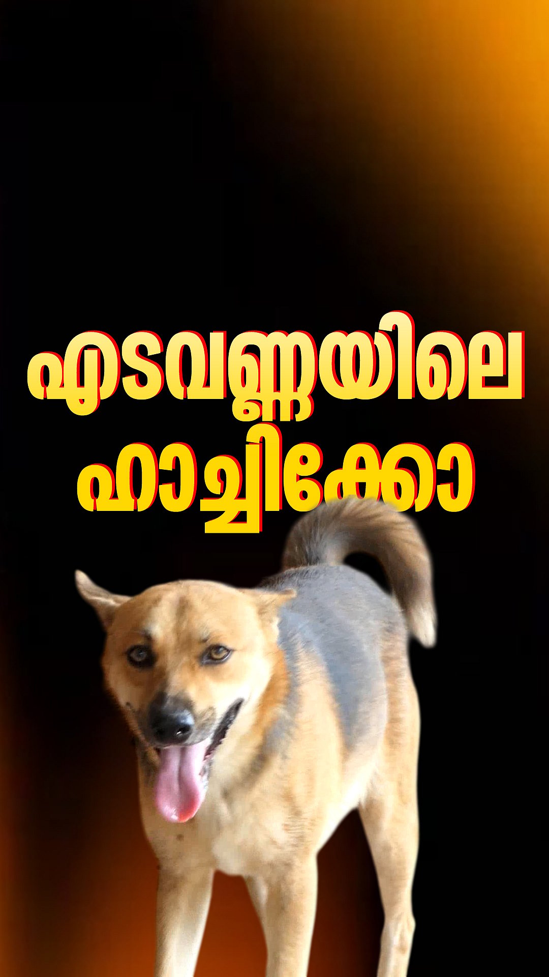 ഹൃദയം തൊടും ഈ കഥ; ആമിനക്കരികില്‍നിന്നു മാറാതെ എടവണ്ണയിലെ 'ഹാച്ചിക്കോ | Edavanna | Malappuram