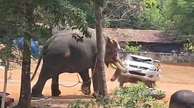 ഒരാളെ ചവിട്ടിക്കൊന്നു, വാഹനങ്ങൾ കുത്തി മറിച്ചു, മണിക്കൂറുകളോളം നാട്ടുകാരെ 'വിറപ്പിച്ചു'; ഇടഞ്ഞ പാർത്ഥസാരഥിയെ മയക്കുവെടിവെച്ചു