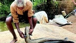മടമീനുകളുടെ 'രക്ഷകൻ'; തോടിന്റെ കാവൽക്കാരനായി ജലീൽ