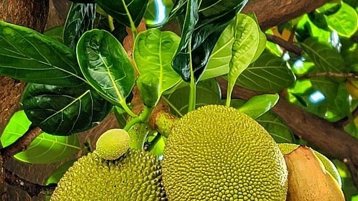 പ്രമേഹം നിയന്ത്രിക്കുന്ന 'പ്ലാവില' മാജിക് ! ഒരാഴ്ച കൊണ്ട് ഷു​ഗർ സാധാരണനിലയിലെത്തും