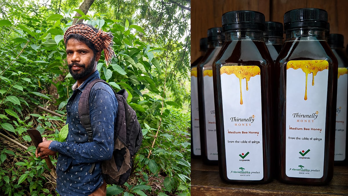 അമൃത് പോലൊരു കാട്ടുതേൻ കേരളത്തിലുണ്ട്, പക്ഷെ വർഷത്തിൽ ആകെ കിട്ടുന്നത് 150 കിലോ മാത്രം! വാങ്ങാൻ നേരെ വയനാട്ടിലേക്ക് വിട്ടോ!