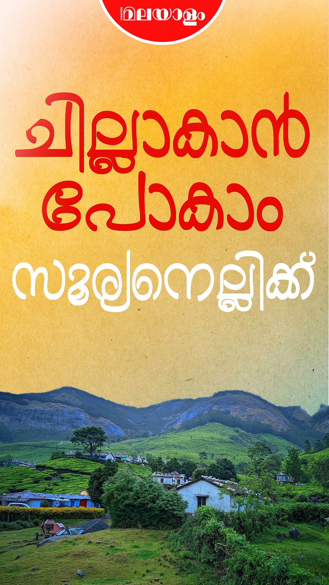സൂര്യനെല്ലിയിൽ തേയില ചെടികള്‍ ഒരുക്കുന്ന കാഴ്ച വിസ്മയം | Suryanelli | Munnar