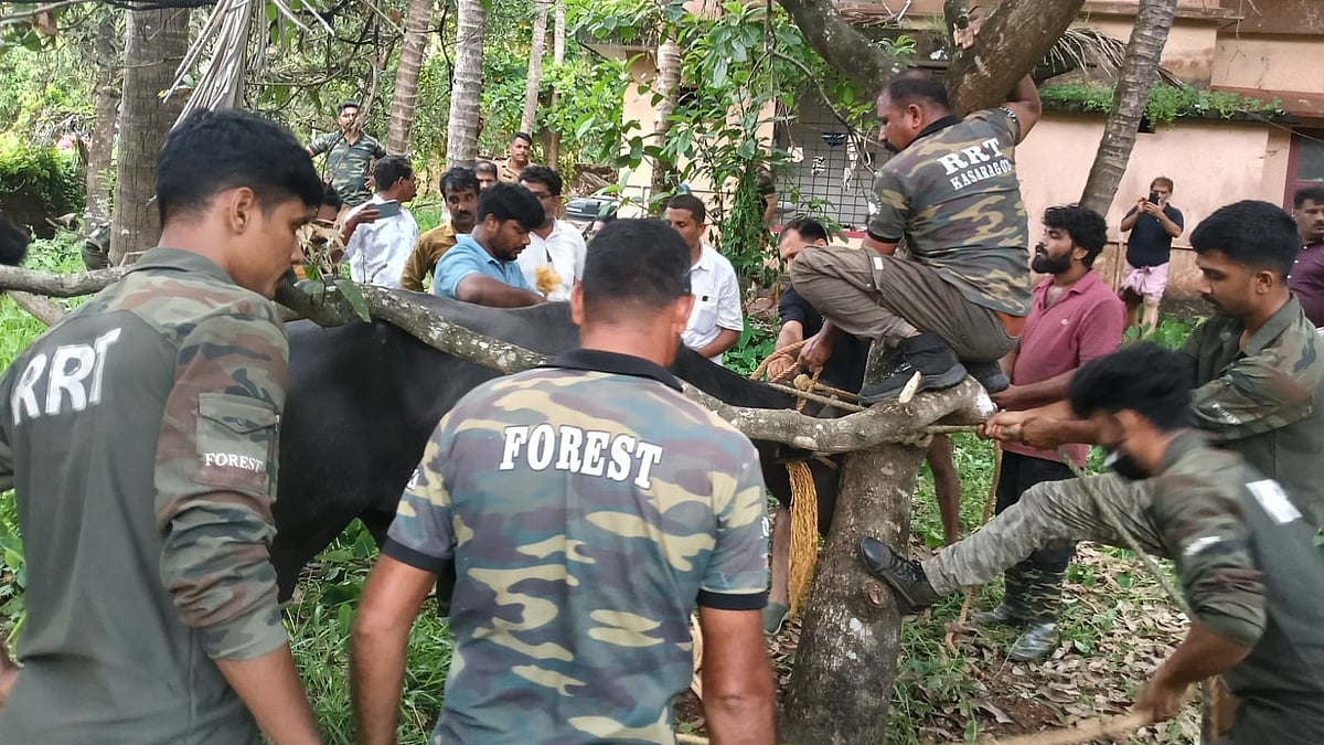 മണിക്കൂറുകളോളം മുള്‍മുനയില്‍; റെയില്‍വേ സ്റ്റേഷന്‍ പരിസരത്ത് ഭീതിപരത്തിയ പോത്തിനെ കീഴ്‌പ്പെടുത്തി