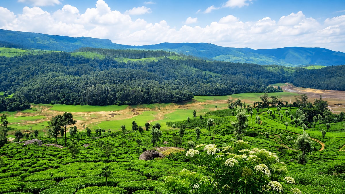 'ആനയിറങ്കലിൽ വൻ ഭൂകയ്യേറ്റം'; കെഎസ്ഇബി ഭൂമിയിലെ അശാസ്ത്രീയ വേലികൾ കാട്ടാനകളുടെ വഴിമുടക്കുന്നു; ചിന്നക്കനാലിൽ മനുഷ്യ-മൃഗ സംഘർഷം രൂക്ഷം