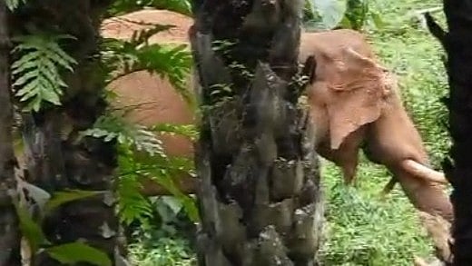 ദൗത്യസംഘം ഉൾക്കാട്ടിലേക്ക് ഓടിച്ച കാട്ടാന വീണ്ടുമെത്തി; പ്രദേശവാസികൾ ഭീതിയിൽ