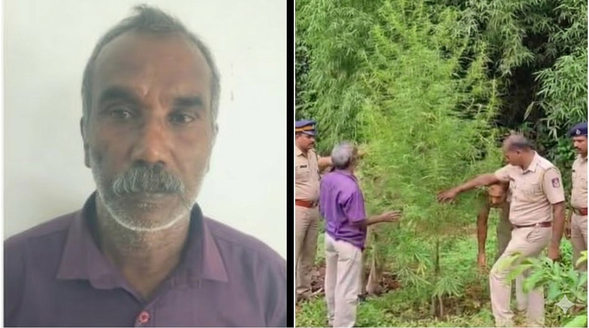 'വലിക്കാന്‍ കിട്ടിയ കഞ്ചാവിലെ കുരുവില്‍ നിന്നും മുളപ്പിച്ചെടുത്തു'; പുരടയിടത്തില്‍ വളര്‍ത്തിയ കഞ്ചാവ് പിടികൂടി
