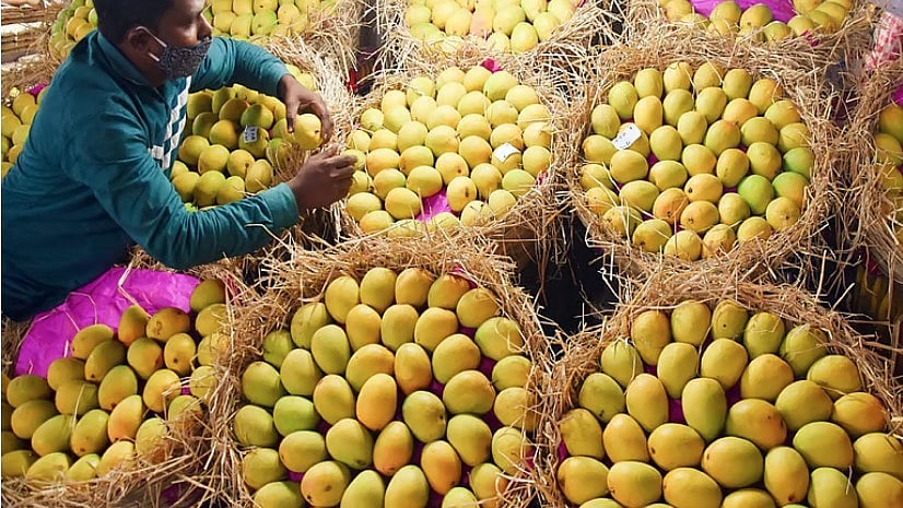 ഇന്ത്യന്‍ മാമ്പഴ ഇറക്കുമതി നിരോധിച്ച് നേപ്പാള്‍; 'കീടനാശിനി സാന്നിധ്യത്തില്‍ ആശങ്ക'