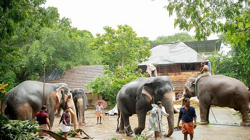 പുന്നത്തൂർ കോട്ടയിലെ ആനകളുടെ എണ്ണം പകുതിയായി കുറഞ്ഞു; പുതിയ 100 ഏക്കർ ആനത്താവളം വരുന്നു